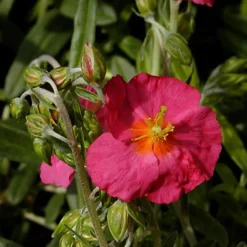 Hélianthème Ben Hope - Un tapis fuchsia au soleil