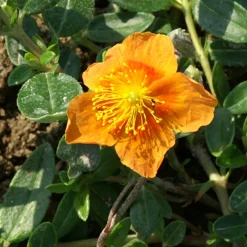 Hélianthème Bronzeteppich - Un tapis fleuri sans effort
