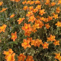 Hélianthème Bronzeteppich - Un tapis fleuri sans effort