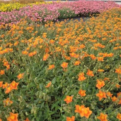 Hélianthème Bronzeteppich - Un tapis fleuri sans effort