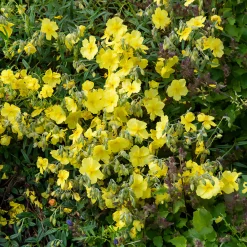 Hélianthème Golden Queen - Un tapis de soleil sans effort