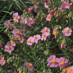 Hélianthème Lawrenson's Pink - Un tapis de fleurs roses