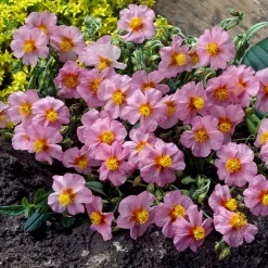 Hélianthème Lawrenson's Pink - Un tapis de fleurs roses