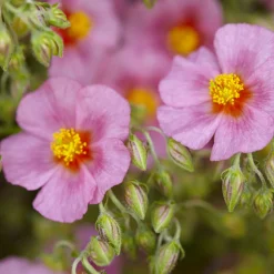 Hélianthème Lawrenson's Pink - Un tapis de fleurs roses