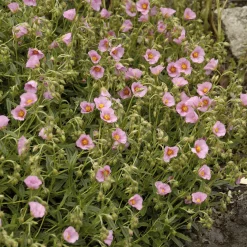 Hélianthème Lawrenson's Pink - Un tapis de fleurs roses
