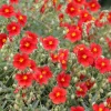 Hélianthème rouge - Un tapis rouge en plein soleil