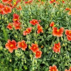 Hélianthème rouge - Un tapis rouge en plein soleil