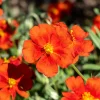Hélianthème Tomato Red - Un tapis de fleurs au soleil