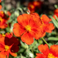 Hélianthème Tomato Red - Un tapis de fleurs au soleil
