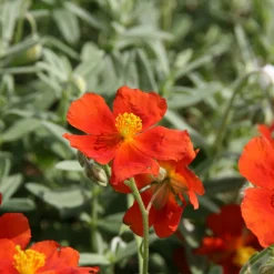 Hélianthème Tomato Red - Un tapis de fleurs au soleil