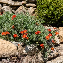 Hélianthème Tomato Red - Un tapis de fleurs au soleil