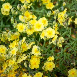 Hélianthème Wisley Primrose - Un tapis de fleurs au soleil