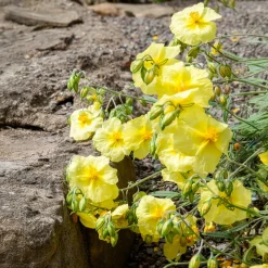 Hélianthème Wisley Primrose - Un tapis de fleurs au soleil