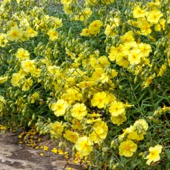 Hélianthème Wisley Primrose - Un tapis de fleurs au soleil