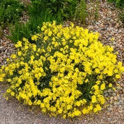 Hélianthème Wisley Primrose - Un tapis de fleurs au soleil