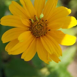Héliopside Sommersonne - Un massif jaune tout l'été