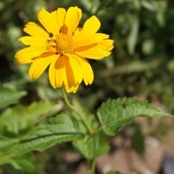 Héliopside Sommersonne - Un massif jaune tout l'été