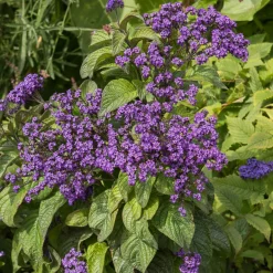 3 Héliotropes du Pérou - Le parfum vanille au balcon