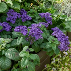 3 Héliotropes du Pérou - Le parfum vanille au balcon