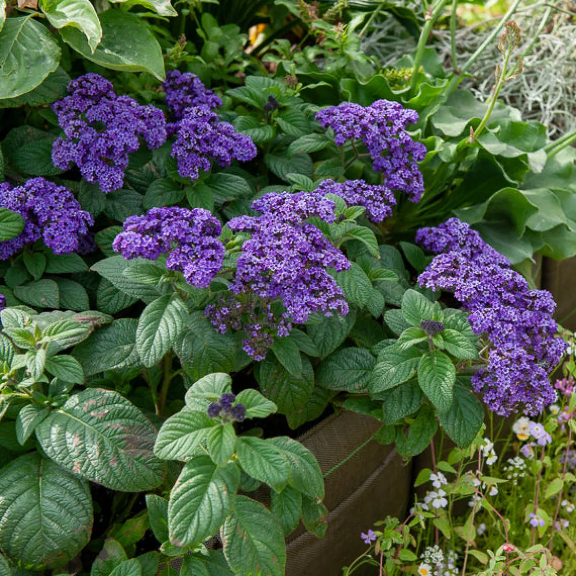 3 Héliotropes du Pérou - Le parfum vanille au balcon