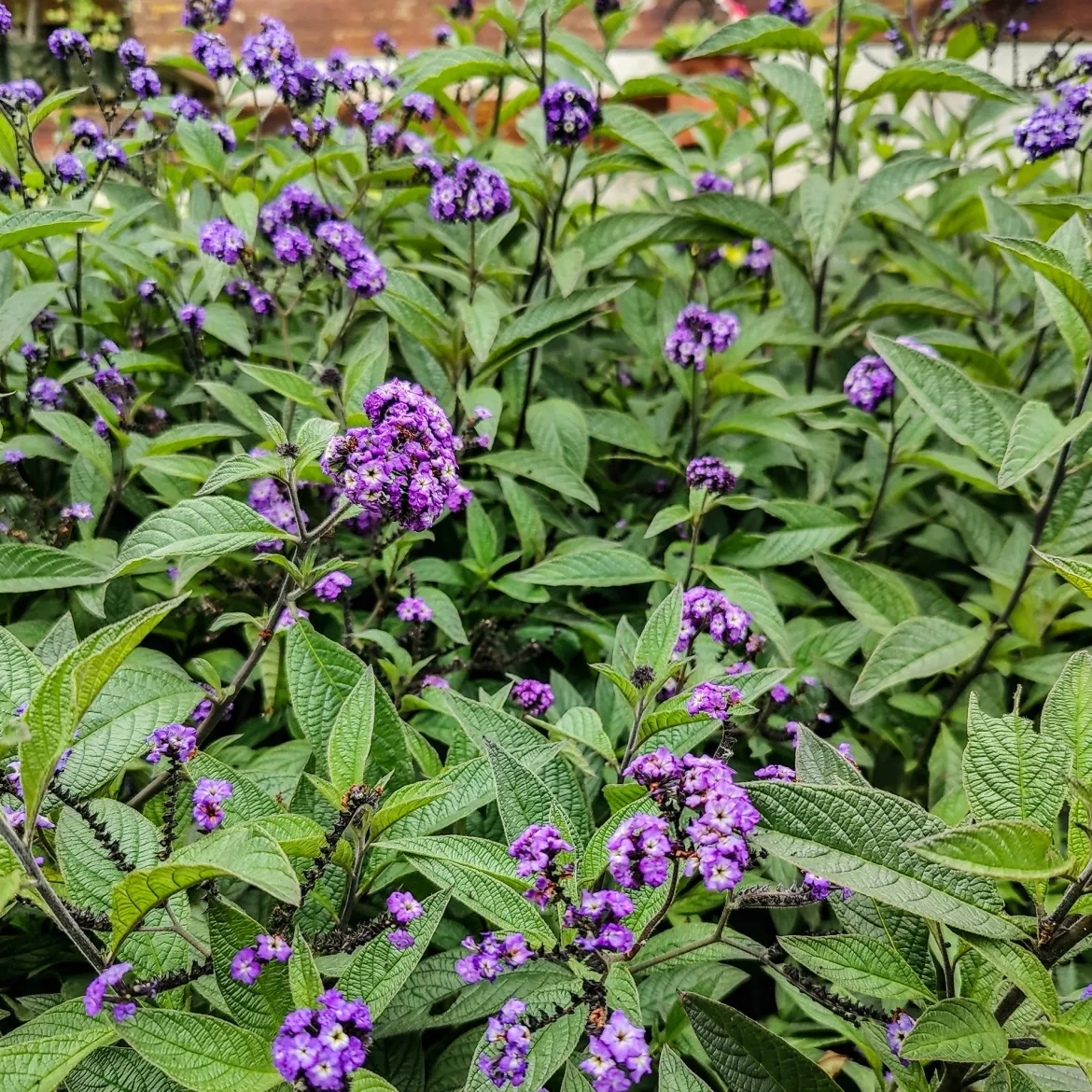 3 Héliotropes du Pérou - Le parfum vanille au balcon