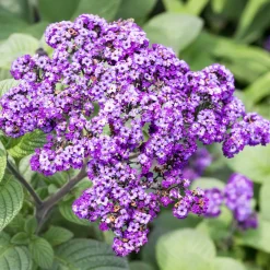3 Héliotropes du Pérou - Le parfum vanille au balcon