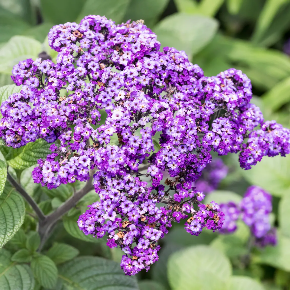 3 Héliotropes du Pérou - Le parfum vanille au balcon