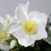 Héllébore de Noel et son pot de Noël - Des fleurs même sous la neige