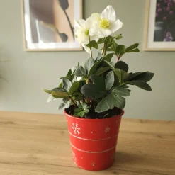 Héllébore de Noel et son pot de Noël - Des fleurs même sous la neige