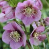 Héllébore d'Orient Pink Lady - Des fleurs en plein hiver