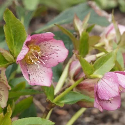 Héllébore d'Orient Pink Lady - Des fleurs en plein hiver
