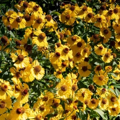 Hélénie d'automne Pumilum Magnificum - Le soleil jaune de l'automne