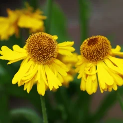 Hélénie d'automne Pumilum Magnificum - Le soleil jaune de l'automne
