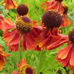 Hélénie Moerheim Beauty - Le feu d'été au jardin