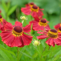 Hélénie Red Jewel - Le rouge qui dure jusqu'aux gelées