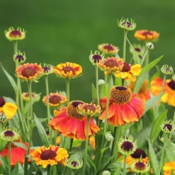 Hélénie Sahin's Early Flowerer - Le feu d'artifice de l'été