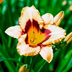 Hémérocalle Canadian Border Patrol - Des fleurs tout l'été