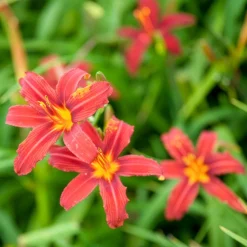 Hémérocalle Crimson Pirate - Le rouge qui refleurit sans fin