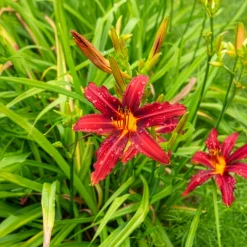 Hémérocalle Crimson Pirate - Le rouge qui refleurit sans fin