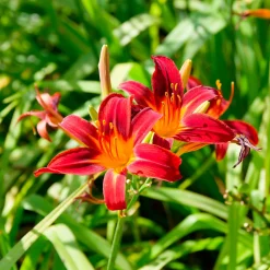 Hémérocalle Crimson Pirate - Le rouge qui refleurit sans fin