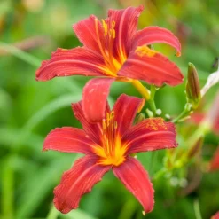 Hémérocalle Crimson Pirate - Le rouge qui refleurit sans fin