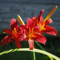 Hémérocalle Crimson Pirate - Le rouge qui refleurit sans fin