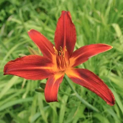 Hémérocalle Crimson Pirate - Le rouge qui refleurit sans fin