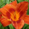Hémérocalle Holiday Delight - Fleurs orange tout l'été