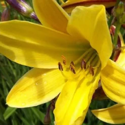 Hémérocalle Lemon Bells - Le jaune citron facile