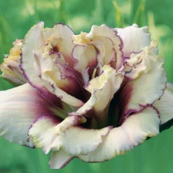 2 Hémérocalles Fantaisie - Des fleurs neuves chaque matin