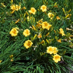 Hémérocalle Stella de Oro - Fleurit tout l'été