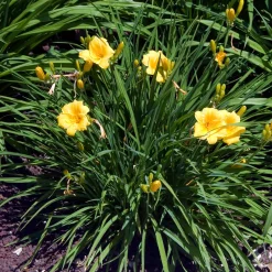 Hémérocalle Stella de Oro - Fleurit tout l'été
