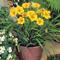 Hémérocalle Stella de Oro - Fleurit tout l'été