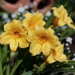 Hémérocalle Stella de Oro - Fleurit tout l'été